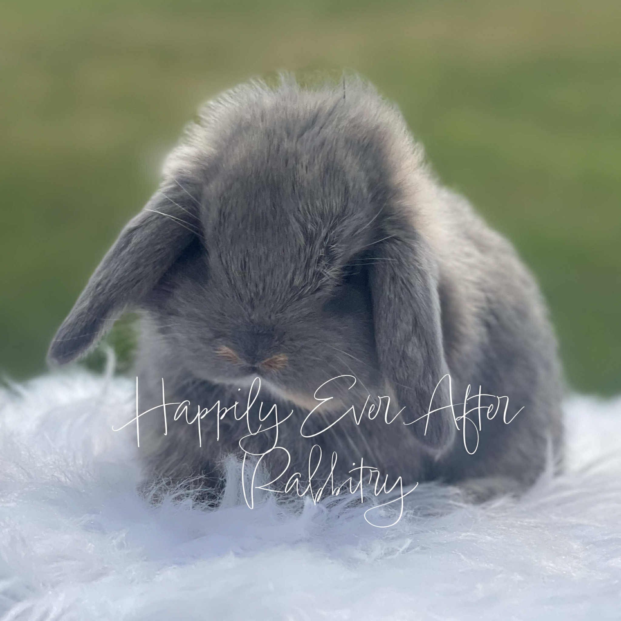 Local Joy: Adorable Rabbits for Sale Near Me – Find Your Furry Friend!
