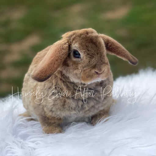 Irresistible bunnies ready for adoption