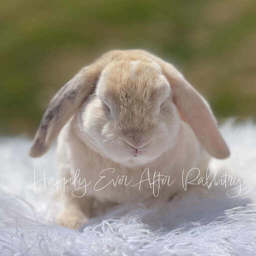rabbit for sale near me