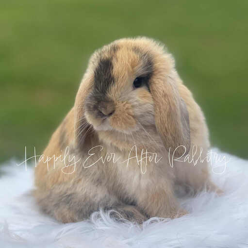 Explore Our Holland Lops - Perfect Bunnies for Sale