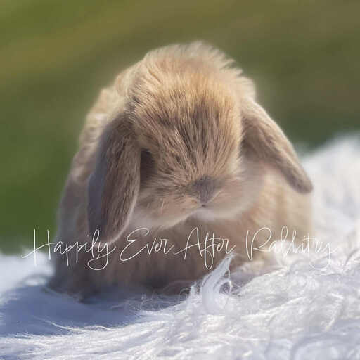 Local Mini Lop Bunnies for Sale Near You
