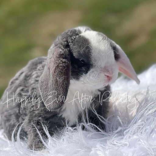 Cute and fluffy bunnies for sale online with nationwide delivery options available