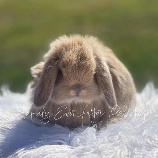 Adorable baby Holland Lop bunnies for sale with soft fur and floppy ears, ready for loving homes