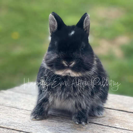 Purebred Netherland Dwarf rabbit for sale, compact and gentle, great for indoor pets and small spaces.
