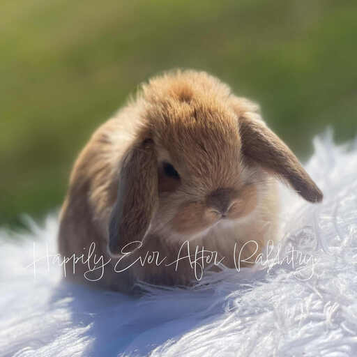 Local Mini Lop Bunnies for Sale Near You in PA, NJ, and NY