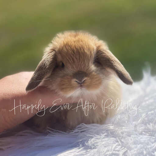 Local Mini Lop Bunnies for Sale Near You in PA, NJ, and NY