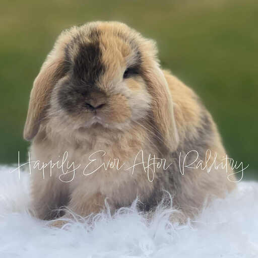 Explore Our Holland Lops - Perfect Bunnies for Sale