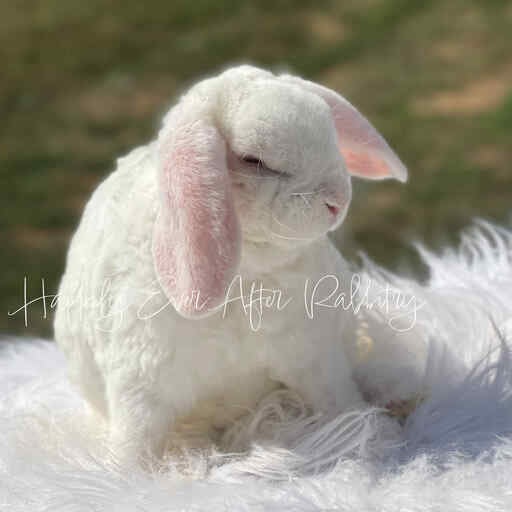 Holland Lop bunnies for sale from trusted rabbit breeder