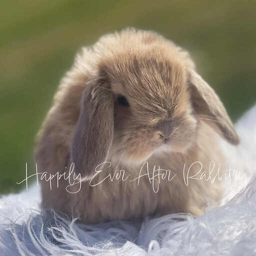 Local Bunnies for Adoption – Discover Joy with Rabbits for Sale Near Me!