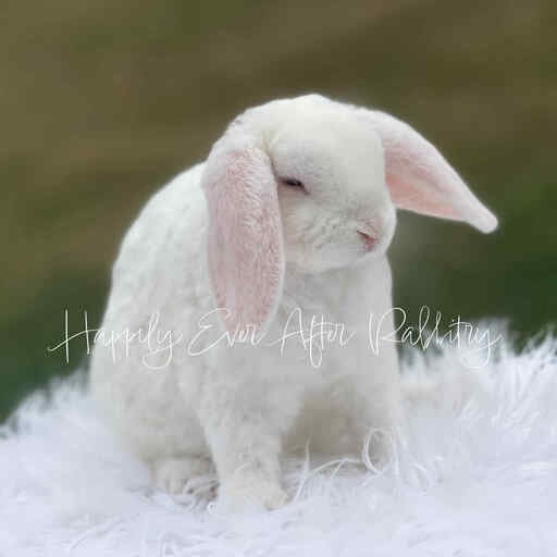 rabbit for sale