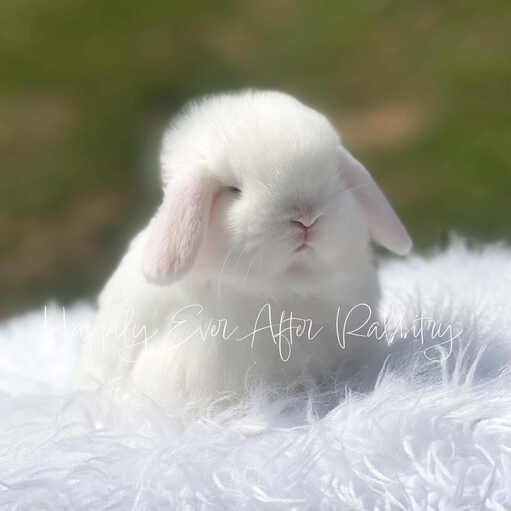 Check Out Our Holland Lops - Perfect Bunnies for Sale
