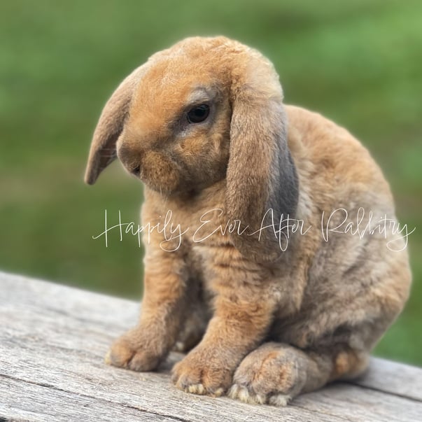 bunny farm near me