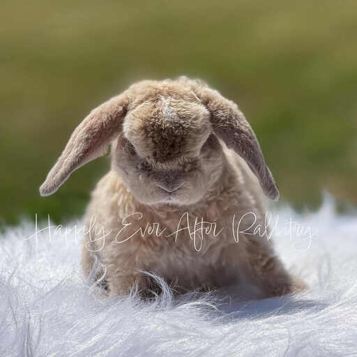Adorable mini plush lop for sale