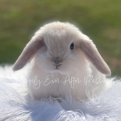 Find Your Ideal Holland Lop Companion for Adoption