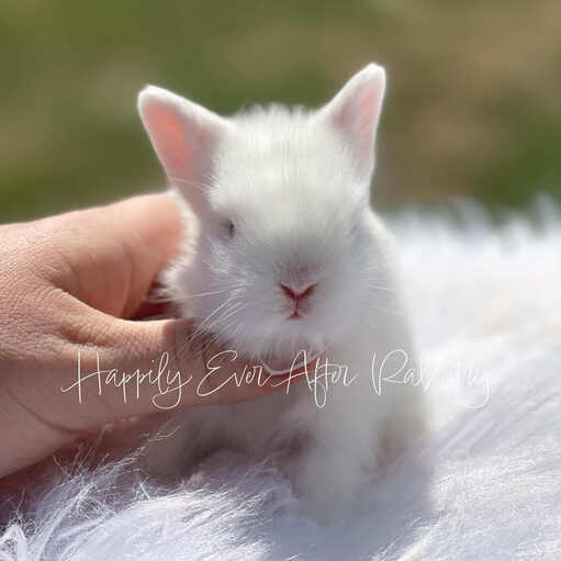 Snuggle up with joy - Bunny for sale, your delightful addition!