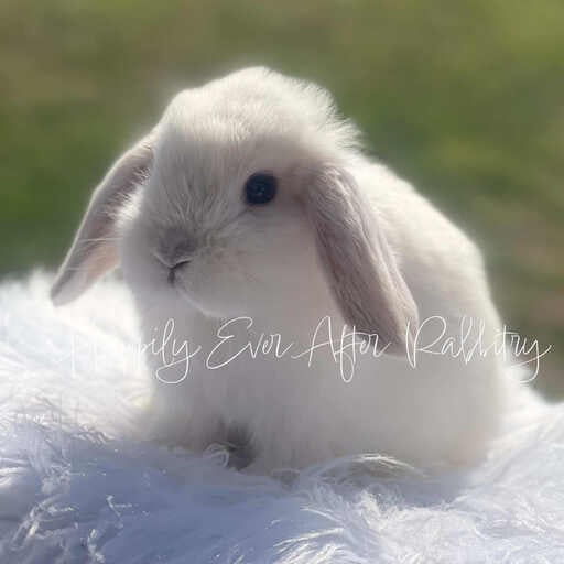 Explore nearby happiness - Find your adorable rabbits for sale today!