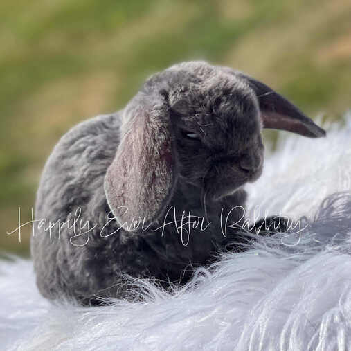 Sweet baby Holland Lop rabbits available for adoption