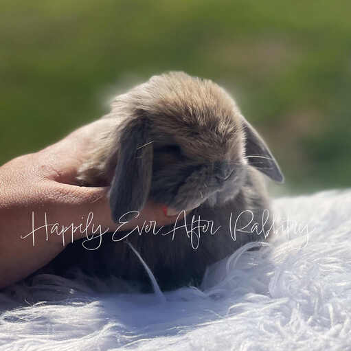 Adopt a Playful Mini Lop Bunny Today