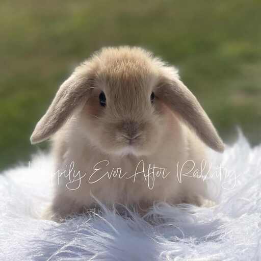 Furry bundles of joy looking for a home - Check out our rabbits for sale!