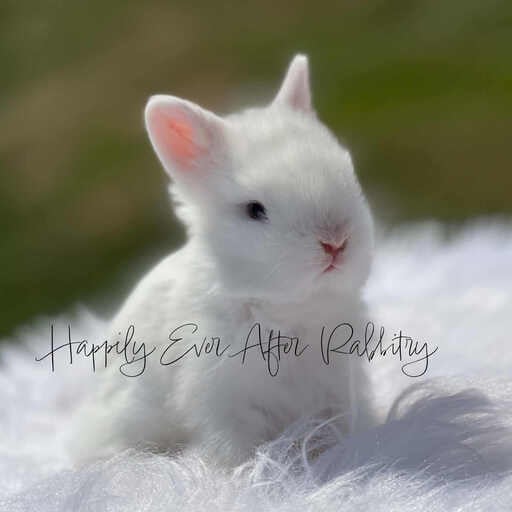 Adopt Your New Bunny Companion - Lionhead rabbits for sale near me