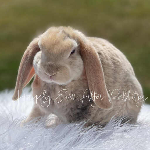 Explore our available Mini Plush Lops for adoption – irresistibly cute