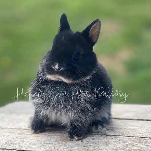 Cute Netherland Dwarf rabbit available for sale, known for its tiny size and playful nature. Perfect pet for families and rabbit enthusiasts.