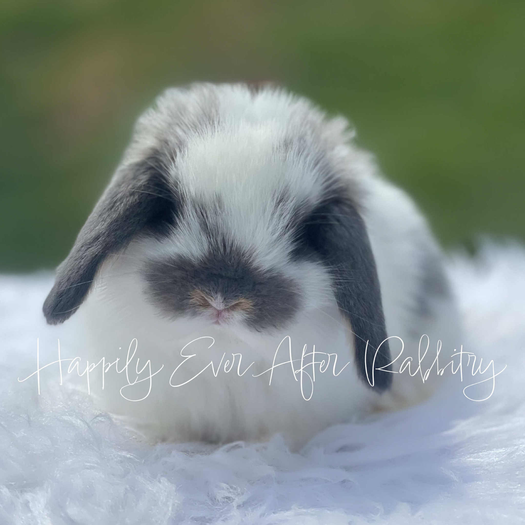 Find Your Perfect Bunny - Mini Lop for Adoption