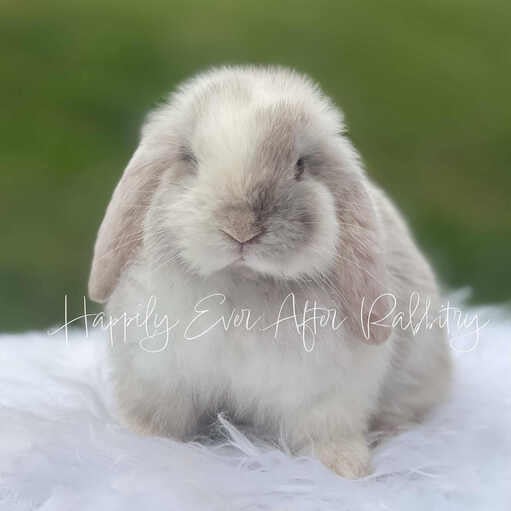 Sweet Holland Lop Bunny Looking for a Forever Home