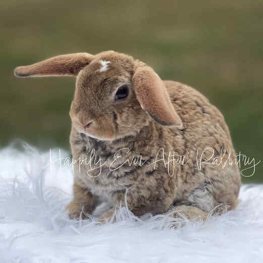 Discover local cuteness - Rabbits for sale near me, your sweet companions nearby!