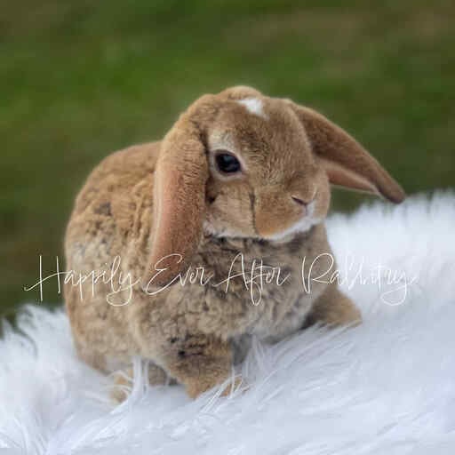 rabbits for sale