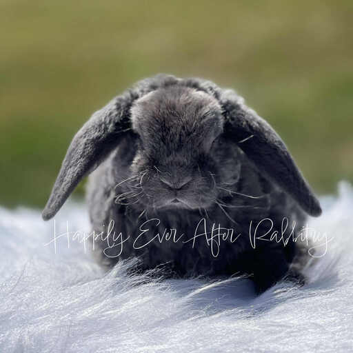 Adorable Holland Lop bunnies for sale – fluffy and friendly