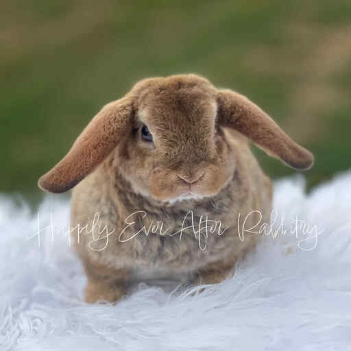 Irresistible bunnies ready for adoption