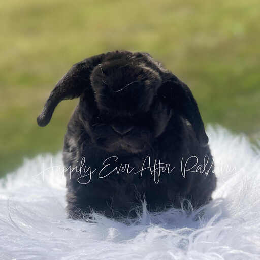 Discover a variety of rabbits looking for new homes
