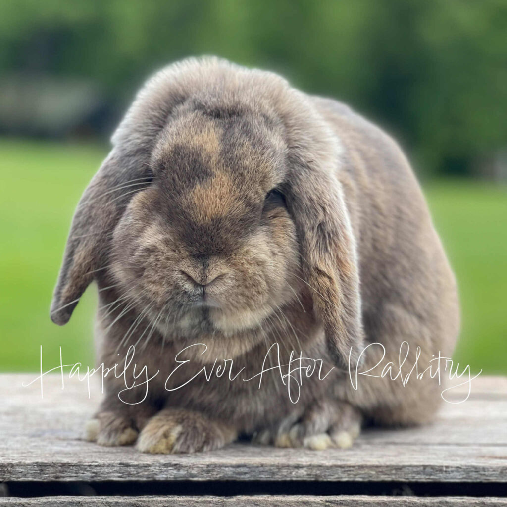 Close-Knit Companionship: Rabbits for Sale Near Me, Just a Hop Away!