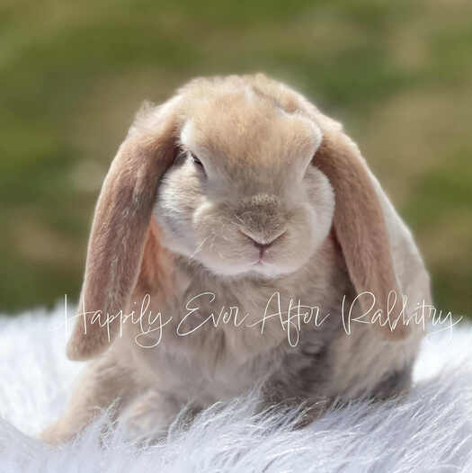 Explore our available Mini Plush Lops for adoption – irresistibly cute
