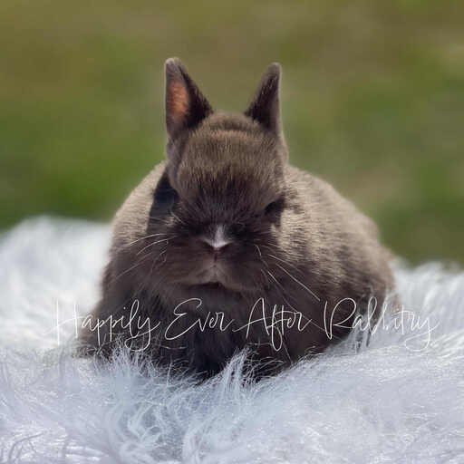 Mini Netherland Dwarf rabbit available for sale, ideal companion for pet lovers. Small size with a sweet, affectionate nature.