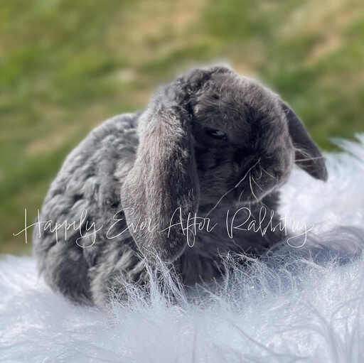 Adorable Holland Lop bunnies for sale – fluffy and friendly