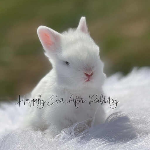 Adopt Your New Bunny Companion - Lionhead rabbits for sale near me