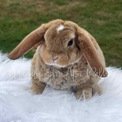 rabbits for sale