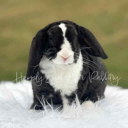 Adopt Your New Bunny Companion - Mini Plush Lop for Sale