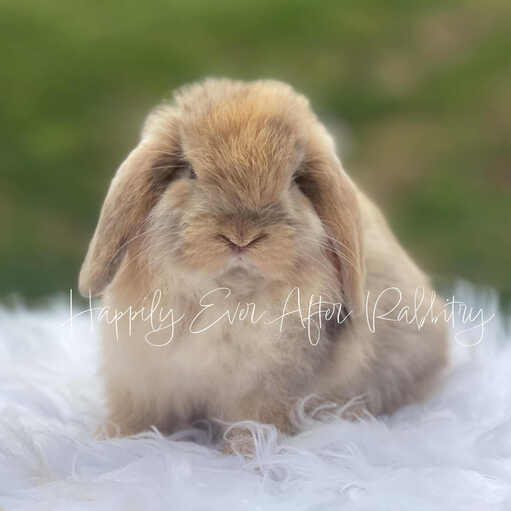 Rabbit Breeders near me 