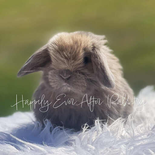 Adopt a Playful Mini Lop Bunny Today