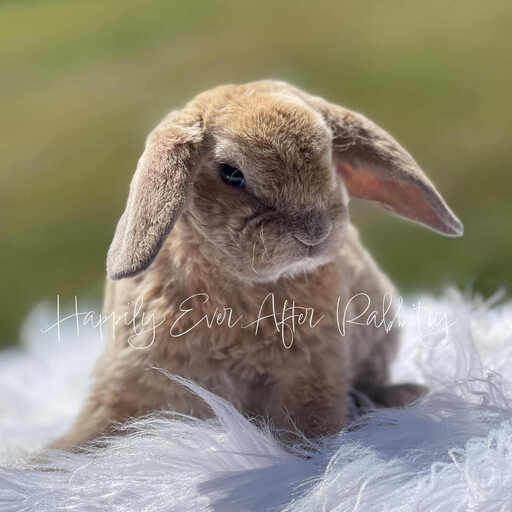 Neighborhood joy found - Adorable rabbits for sale near me, your new buddies!