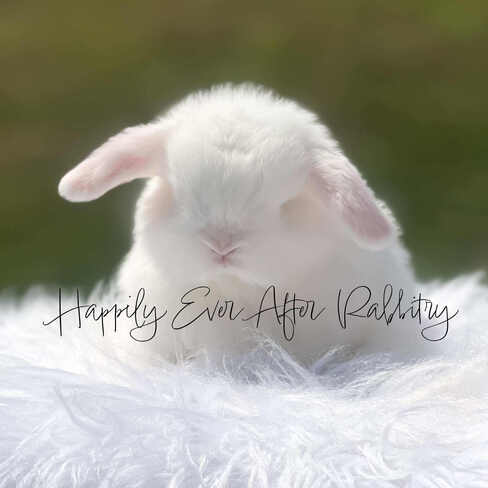 Adorable Holland Lop Bunny Available for Adoption