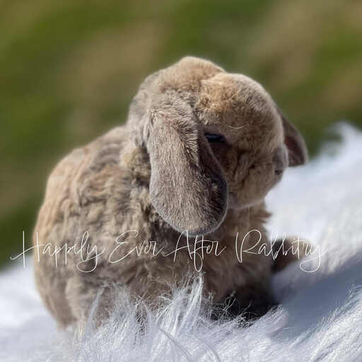 Bunnies for sale with health guarantees from top-rated rabbitry specializing in family pets