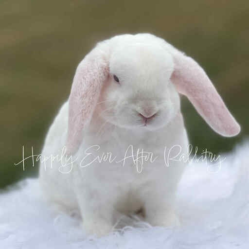 rabbit for sale