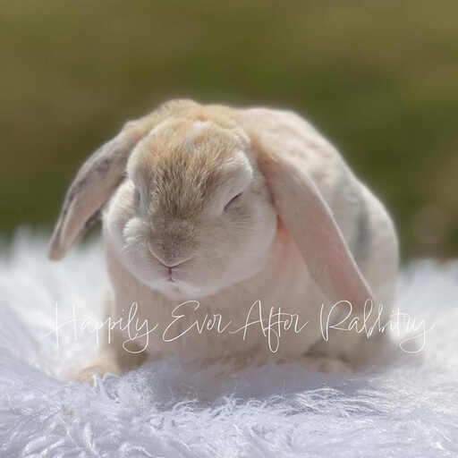 rabbit for sale near me