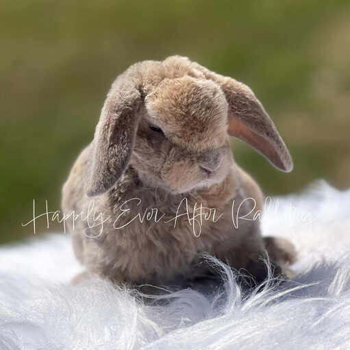 Bunnies for sale with health guarantees from top-rated rabbitry specializing in family pets