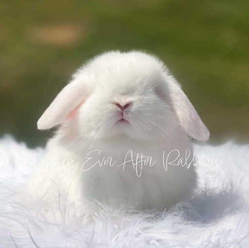 Check Out Our Holland Lops - Perfect Bunnies for Sale