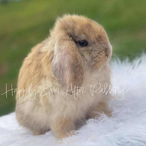 Rabbit Breeders near me 